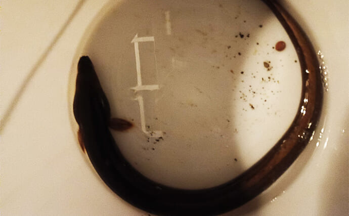 「クサフグ連発に耐えて本命ウナギ！」平作川本流の投げ釣りで1尾手中【神奈川】