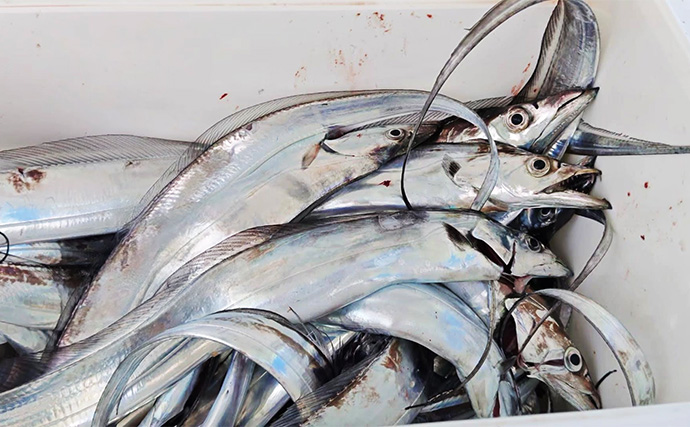 夏の東京湾「天秤」タチウオ釣り攻略法 【仕掛け・誘い方・アタリの出方を徹底解説】