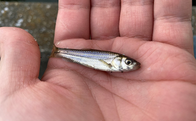 田んぼの水路での淡水小物釣りでモロコにフナが連発【埼玉】連日の雨で高活性か？