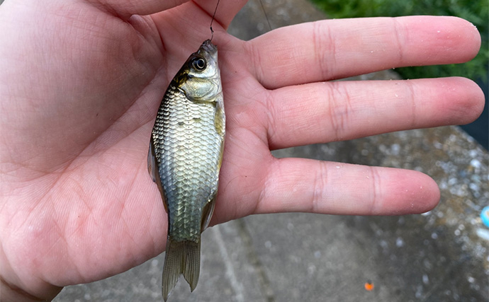 田んぼの水路での淡水小物釣りでモロコにフナが連発【埼玉】連日の雨で高活性か？