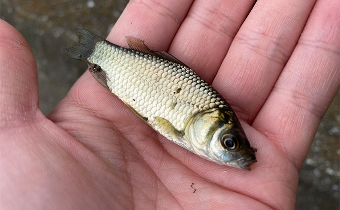 田んぼの水路での淡水小物釣りでモロコにフナが連発【埼玉】連日の雨で高活性か？