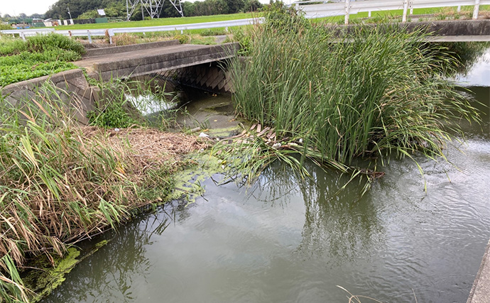 田んぼの水路での淡水小物釣りでモロコにフナが連発【埼玉】連日の雨で高活性か？