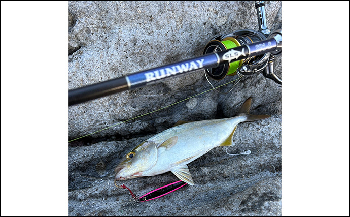 伊豆の陸っぱりルアー釣りで「青物・アカハタ・アオリイカ」と多魚種ヒット！【静岡】