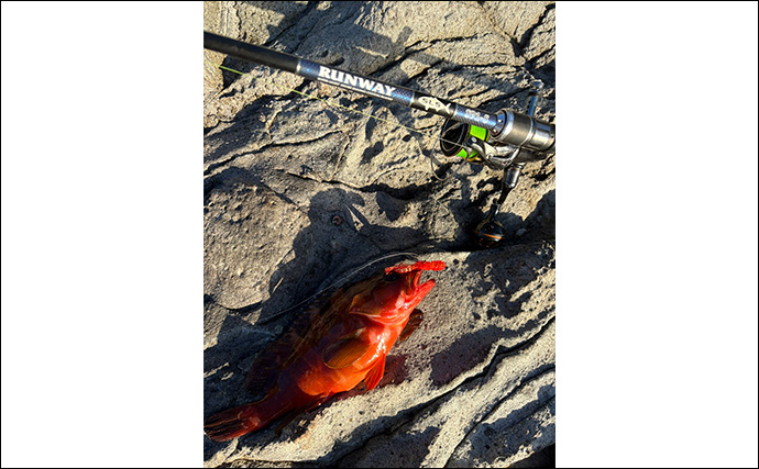 伊豆の陸っぱりルアー釣りで「青物・アカハタ・アオリイカ」と多魚種ヒット！【静岡】