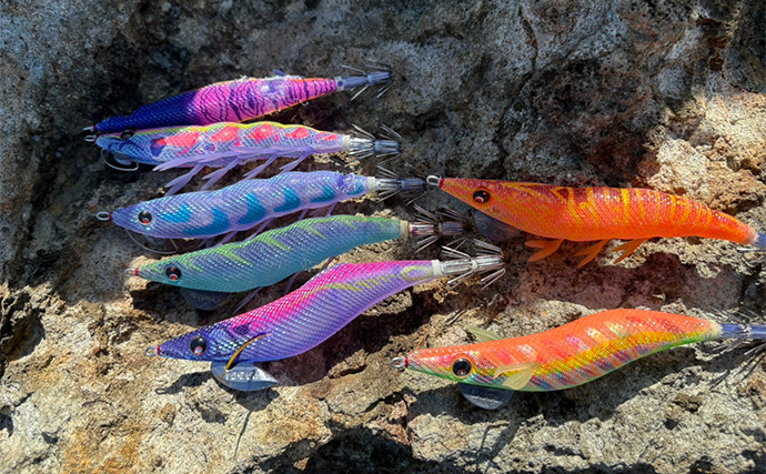 伊豆エリアの夏エギングで600g級アオリイカを手中【静岡】3.5号エギにヒット