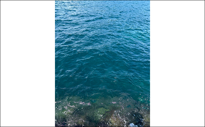 伊豆エリアの夏エギングで600g級アオリイカを手中【静岡】3.5号エギにヒット