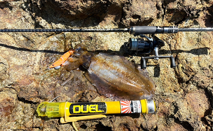 伊豆エリアの夏エギングで600g級アオリイカを手中【静岡】3.5号エギにヒット