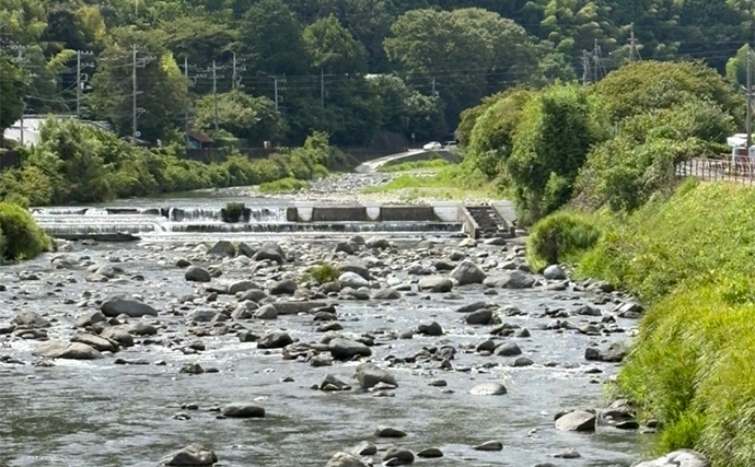 ルアー釣り解禁の「河津川」アユルアー釣行で良型アユ好捕！【静岡】渇水状態に苦戦