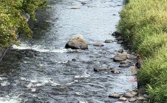 ルアー釣り解禁の「河津川」アユルアー釣行で良型アユ好捕！【静岡】渇水状態に苦戦