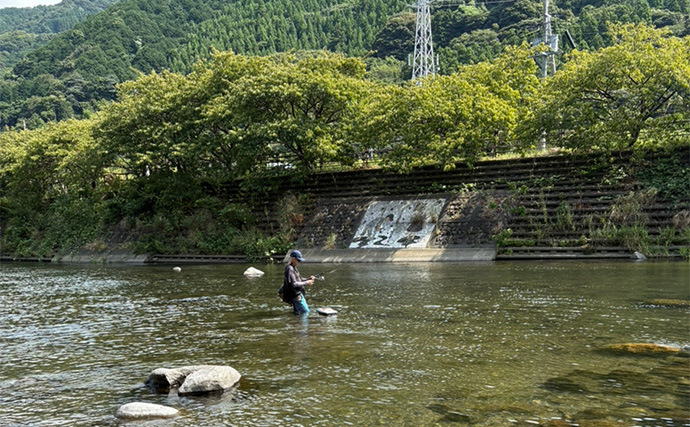 ルアー釣り解禁の「河津川」アユルアー釣行で良型アユ好捕！【静岡】渇水状態に苦戦