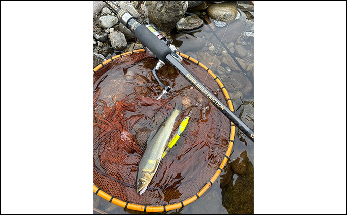 ルアー釣り解禁の「河津川」アユルアー釣行で良型アユ好捕！【静岡】渇水状態に苦戦