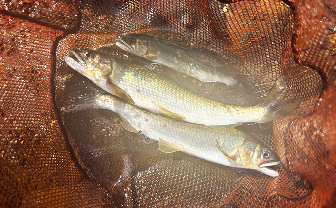 ルアー釣り解禁の「河津川」アユルアー釣行で良型アユ好捕！【静岡】渇水状態に苦戦