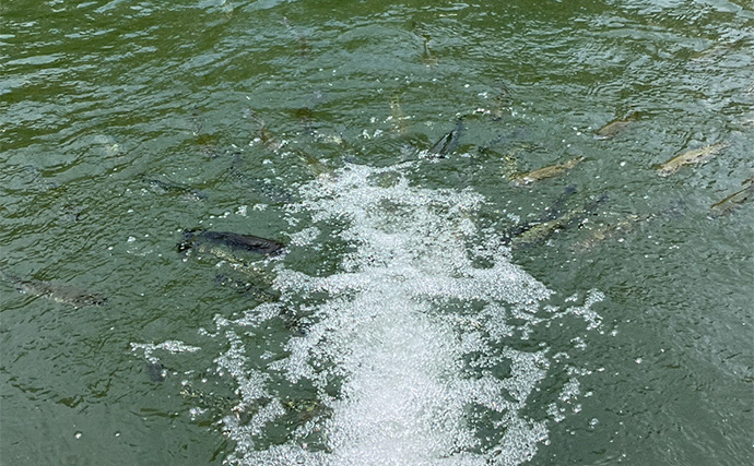 「釣魚の鮮度は全力で守る！」管理釣り場で釣ったニジマスを真空保存で持ち帰ってみた【東京】