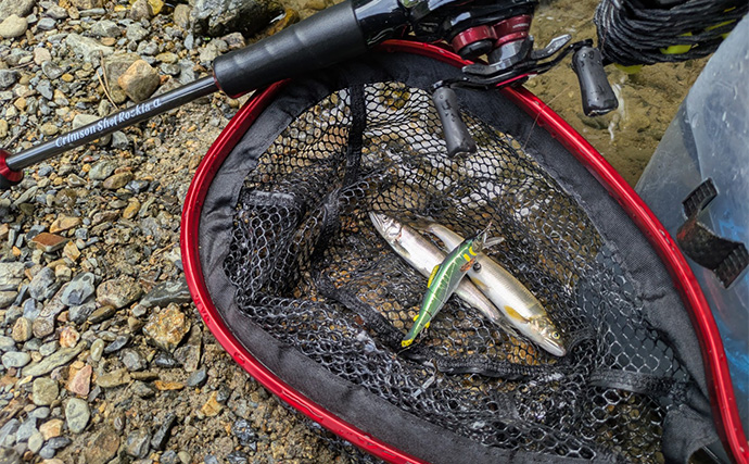 ベイトフィネスタックルでのアユルアー釣行で本命と対面成功【京都】軽量シンカーが奏功