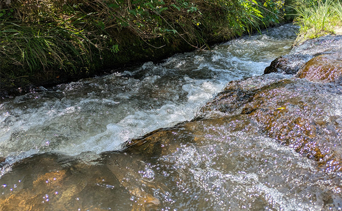 アユルアー釣行で20cm超え良型アユを狙い撃ち【京都】激流と浅瀬でルアー使い分けがキモ