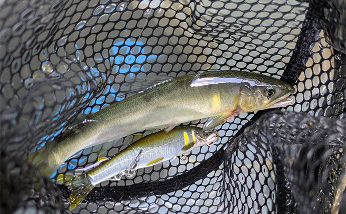 アユルアー釣行で20cm超え良型アユを狙い撃ち【京都】激流と浅瀬でルアー使い分けがキモ