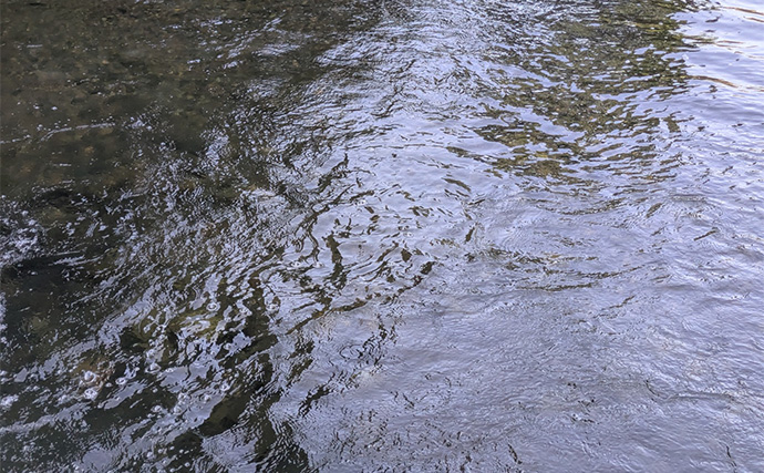 アユルアー釣行で20cm超え良型アユを狙い撃ち【京都】激流と浅瀬でルアー使い分けがキモ