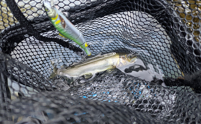 アユルアー釣行で20cm超え良型アユを狙い撃ち【京都】激流と浅瀬でルアー使い分けがキモ