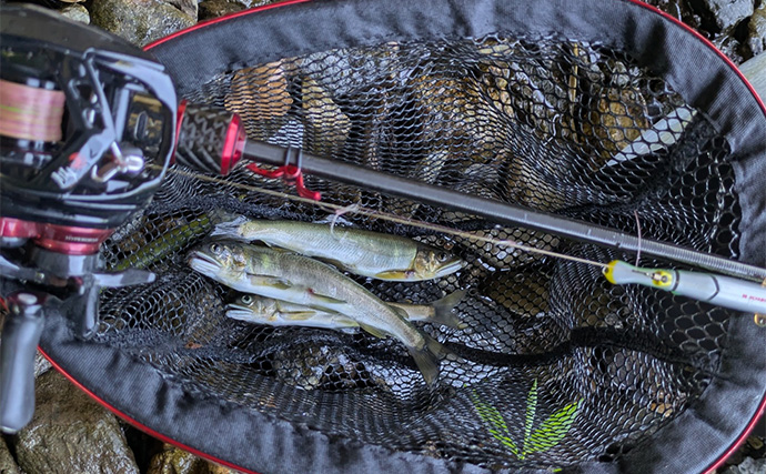 アユルアー釣行で20cm超え良型アユを狙い撃ち【京都】激流と浅瀬でルアー使い分けがキモ