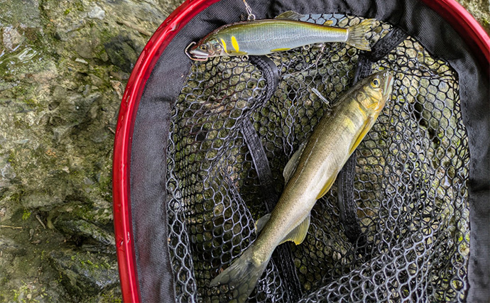 渇水河川でのアユルアー釣行で4匹手中【京都】バイブレーションルアーで激流を攻略