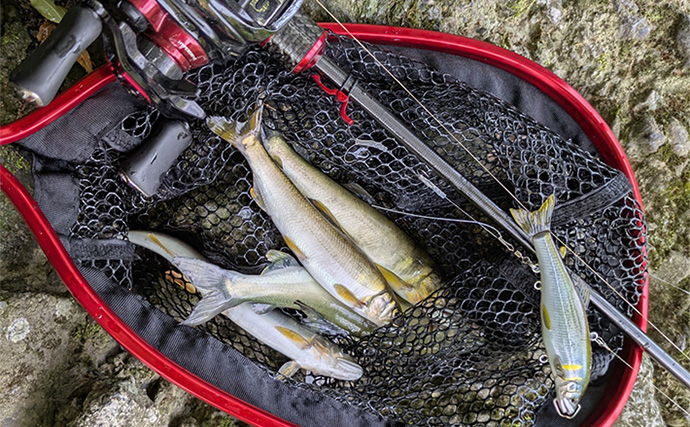 渇水河川でのアユルアー釣行で4匹手中【京都】バイブレーションルアーで激流を攻略