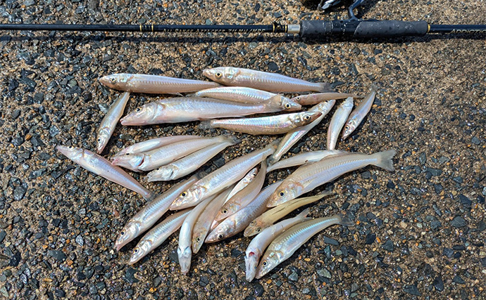 漁港のちょい投げ釣りでシロギス27匹を手中【京都】投げるポイント微調整でゲスト対策