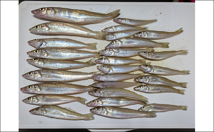 漁港のちょい投げ釣りでシロギス27匹を手中【京都】投げるポイント微調整でゲスト対策