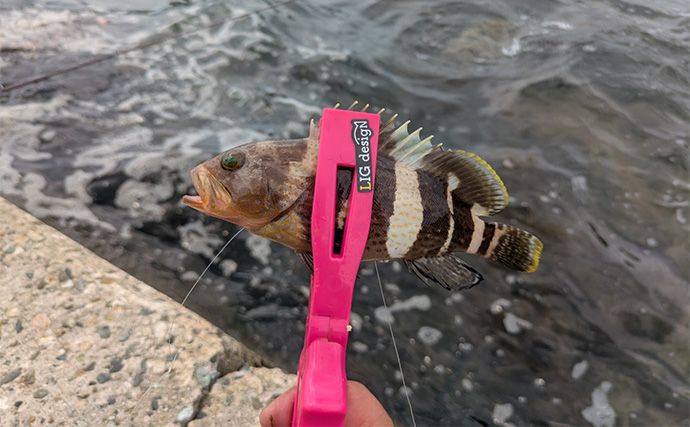 漁港のちょい投げ釣りでシロギス27匹を手中【京都】投げるポイント微調整でゲスト対策