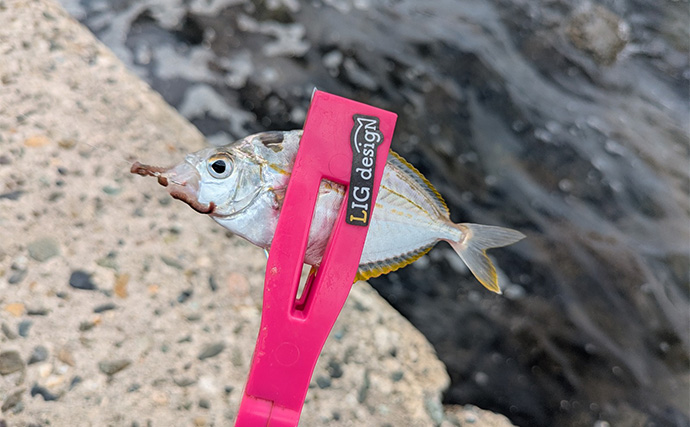 漁港のちょい投げ釣りでシロギス27匹を手中【京都】投げるポイント微調整でゲスト対策