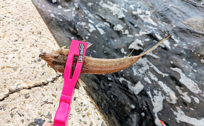 漁港のちょい投げ釣りでシロギス27匹を手中【京都】投げるポイント微調整でゲスト対策