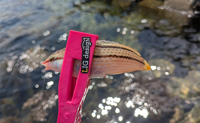 漁港のちょい投げ釣りでシロギス27匹を手中【京都】投げるポイント微調整でゲスト対策