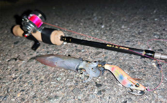 真夏の堤防夜釣りで【ヒイカ連発！】 エギのカラー使い分けが的中しジップロック満タンに