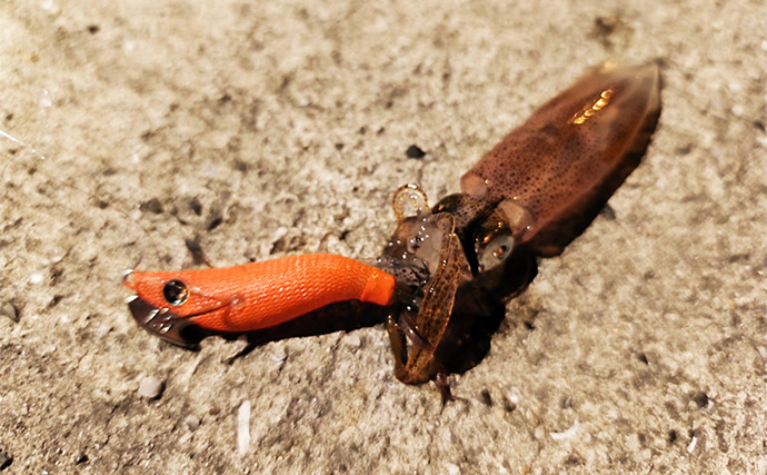 真夏の堤防夜釣りで【ヒイカ連発！】 エギのカラー使い分けが的中しジップロック満タンに