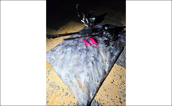 真夏の堤防夜釣りで【ヒイカ連発！】 エギのカラー使い分けが的中しジップロック満タンに