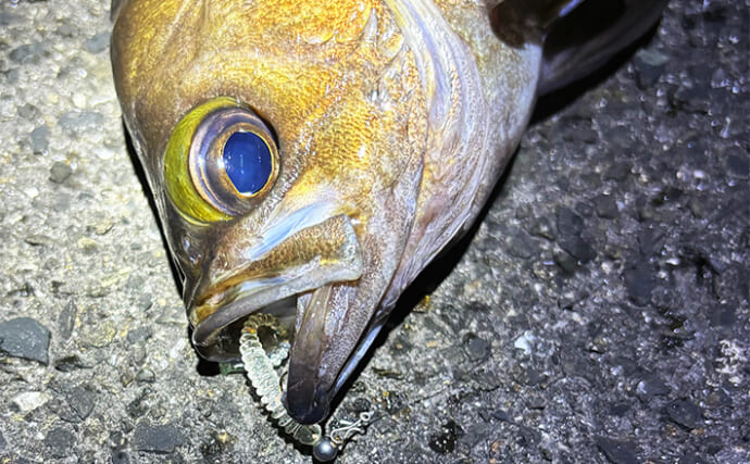 「ワームカラーの好き嫌いあるよね？」 クリア系が苦手なわけはアピール不足への不安