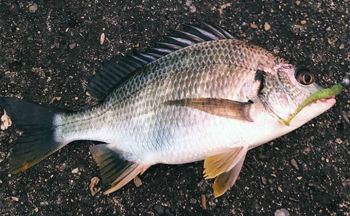 意外に知らないゲスト魚『キビレチヌ』の習性　雑食性は本命チヌと同様