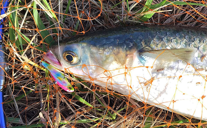 バイブレーションルアーで【狙ってボラを釣ろう！】 派手なカラーに好反応の傾向あり