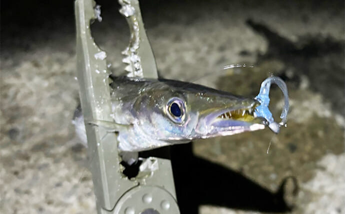 垂水漁港のライトゲームでサバ連発！【兵庫】アジ不発もカマス登場