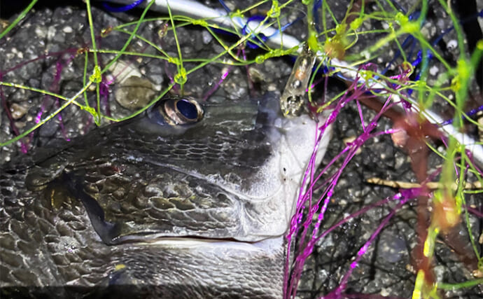 泉大津でのライトタックル流用チニングゲームでチヌにキビレをキャッチ【大阪】