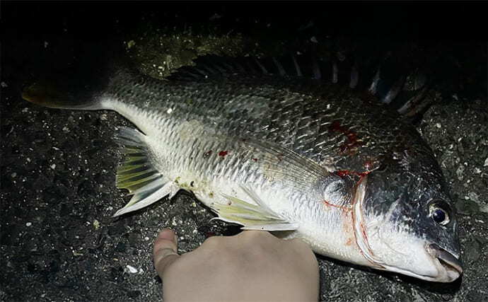 泉大津でのLT（ライトタックル）チニング釣行で小型のキビレをキャッチ【大阪】