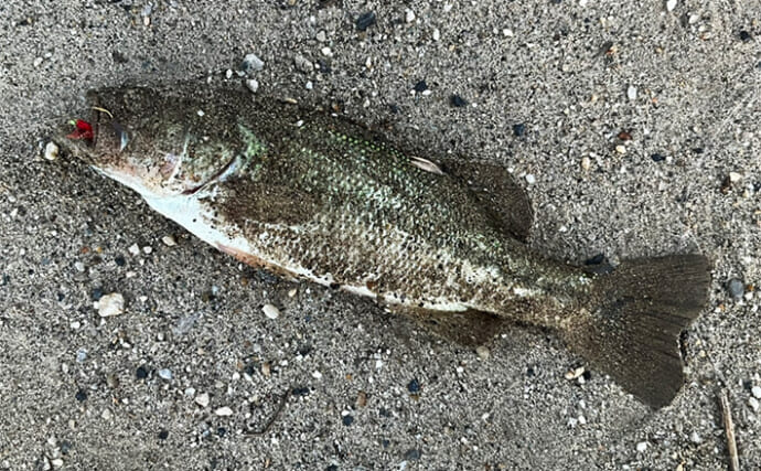 「100均サビキでブラックバスが釣れた！」豊田市水源公園のスレたバスにセリア仕掛けが効く？