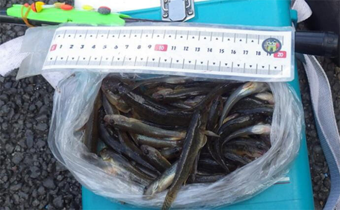 北十間川のハゼ釣りで「2時間でマハゼ62匹」と入れ食いを堪能！【東京】