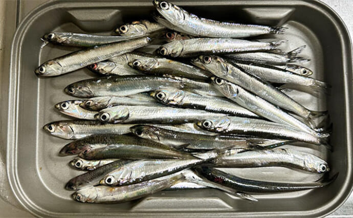 釣れないと噂の『杉田臨海緑地』で大本命アジをキャッチ【神奈川】夜釣りでヒット