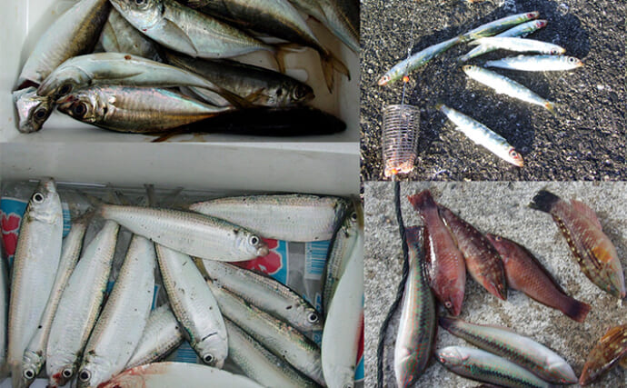 「魚は好きだけど小骨は嫌い！」サビキ釣りで釣った小魚を美味しく食べる調理法