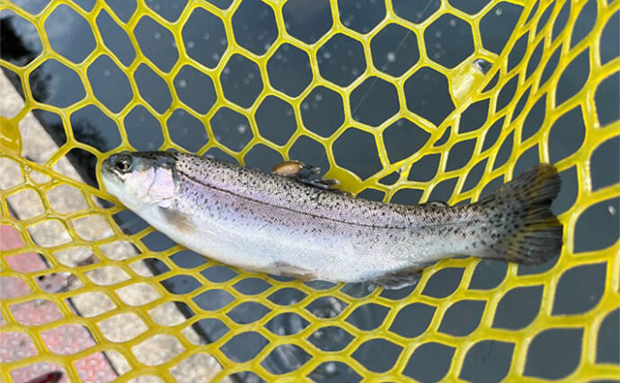 千早川マス釣り場のエリアトラウトで30匹キャッチ【大阪】超軽量スプーンが大活躍