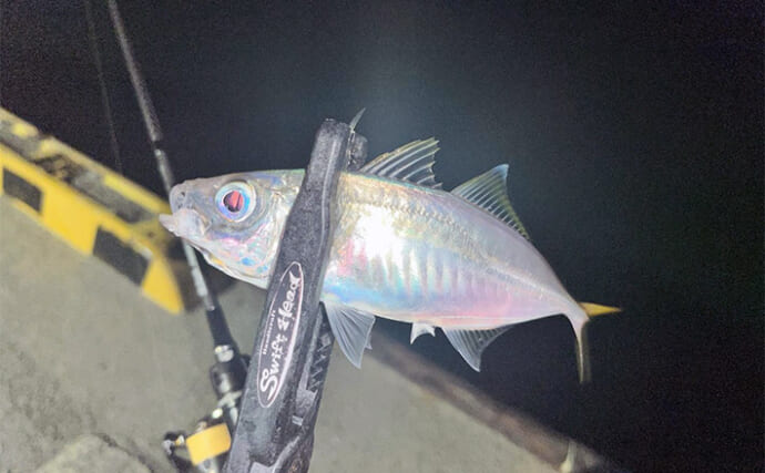 紀北エリアのライトゲームで20cm級アジをキャッチ【和歌山】常夜灯周りでヒット！