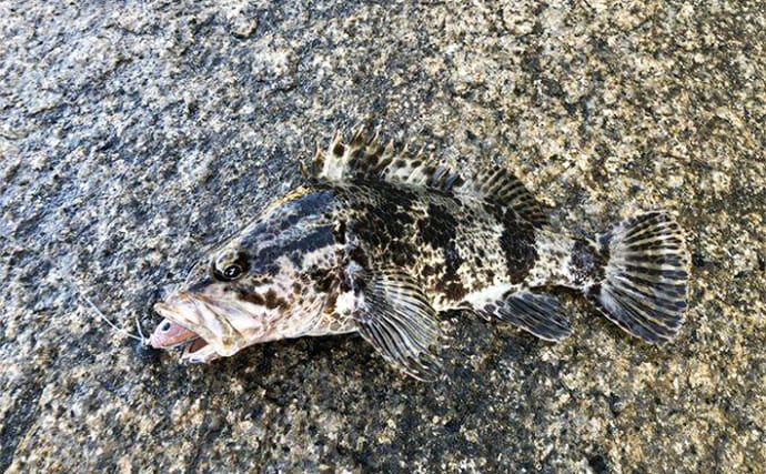 真夏の日中でもタケノコメバルが連発！　水深数十センチの浅場でもヒット