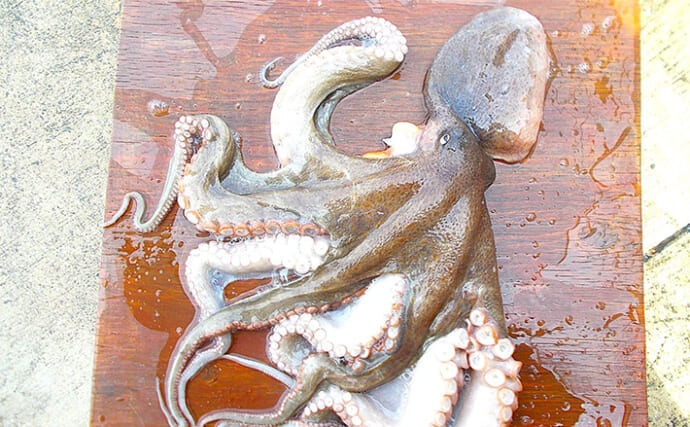 シーズン終盤の明石沖マダコ釣りで1.8kg良型をキャッチ！【兵庫】水深15mの根回りでヒット