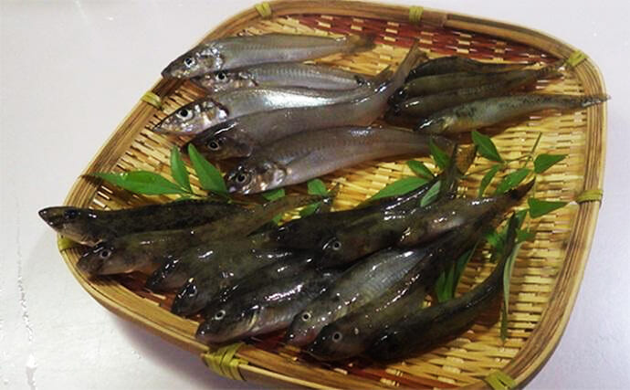 横浜のハゼ釣り順調！ 堀割川と富岡並木ふなだまり公園でゲスト混じりに本命ヒット