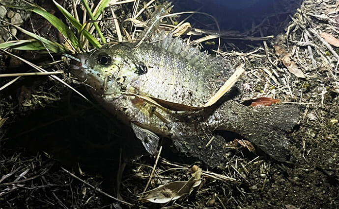 「ダイソーのジグサビキしか勝たん？」100均仕掛けで良型ブルーギル手中【愛知・豊田市水源公園】